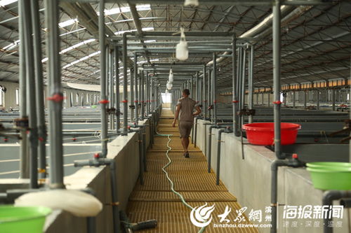 互聯網+漁業 科技賦能，渤海水產養殖與飼料業煥發新生機